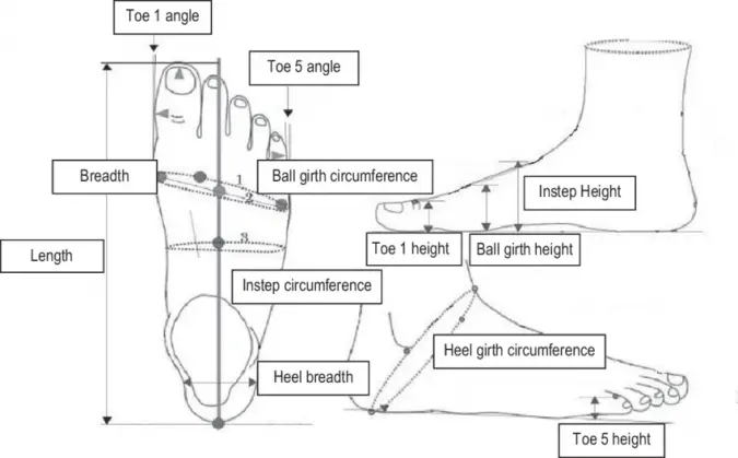 Foot diagram Image Credit: Jessica Dobson